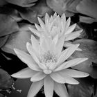 Water Lilies in Black and White