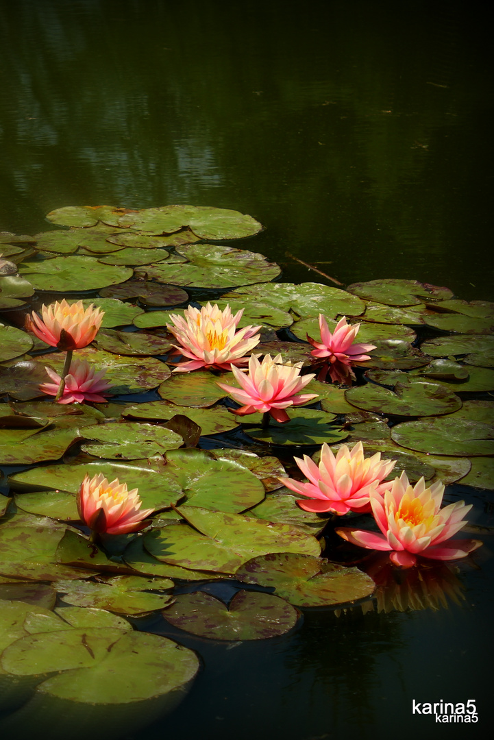 Water Lilies Popping Off The Screen