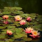 Water Lilies Popping Off The Screen