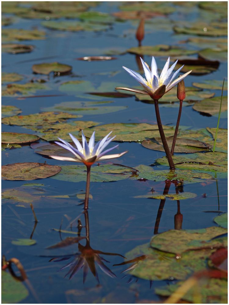 Water lilies / Seerosen