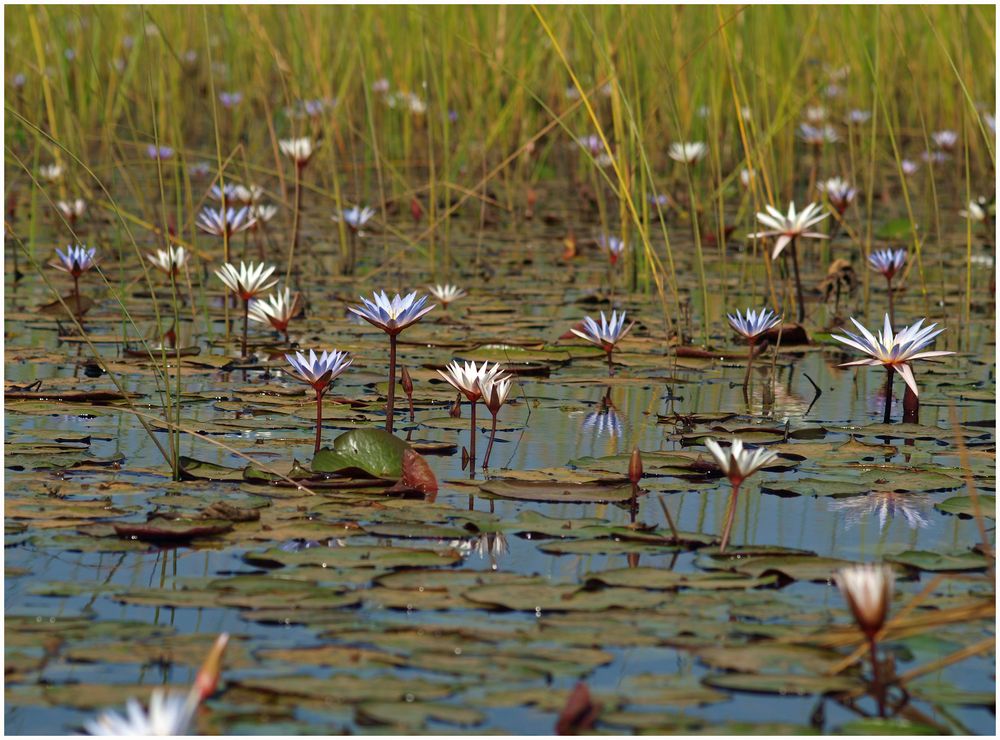 Water lilies / Seerosen (II)