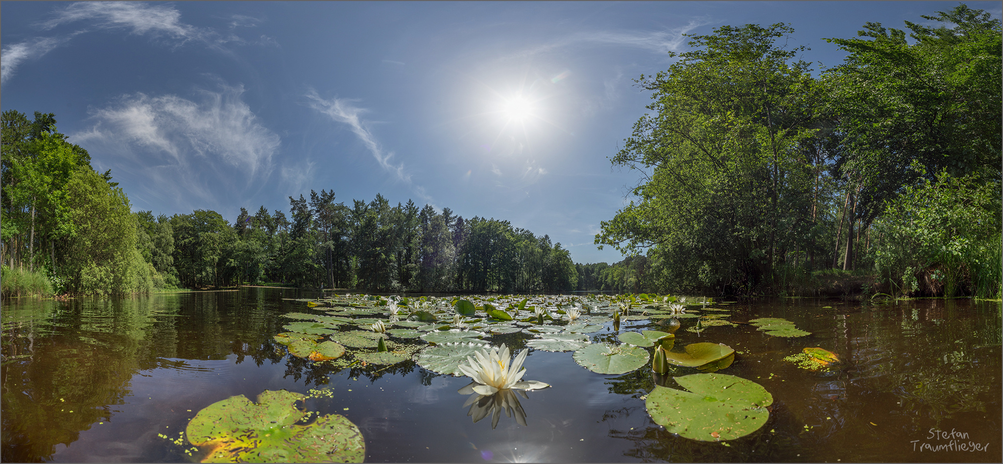 Water Liliy