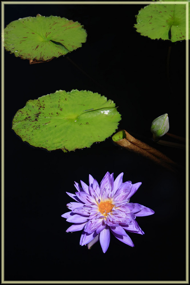 Water Lillies