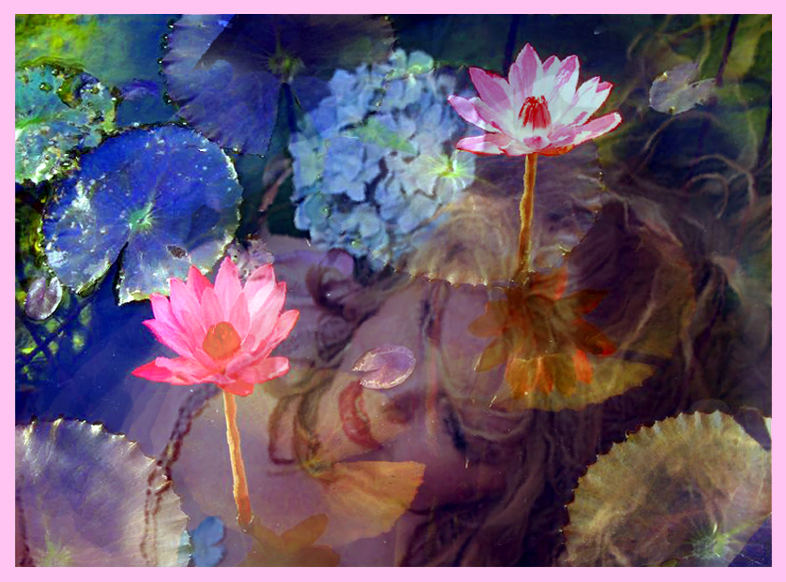 Water Lillies