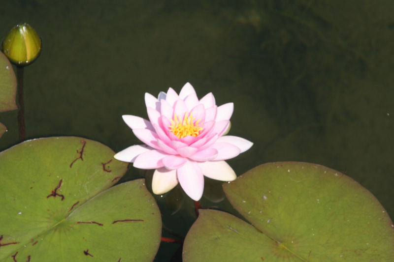 Water lilly