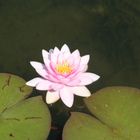 Water lilly