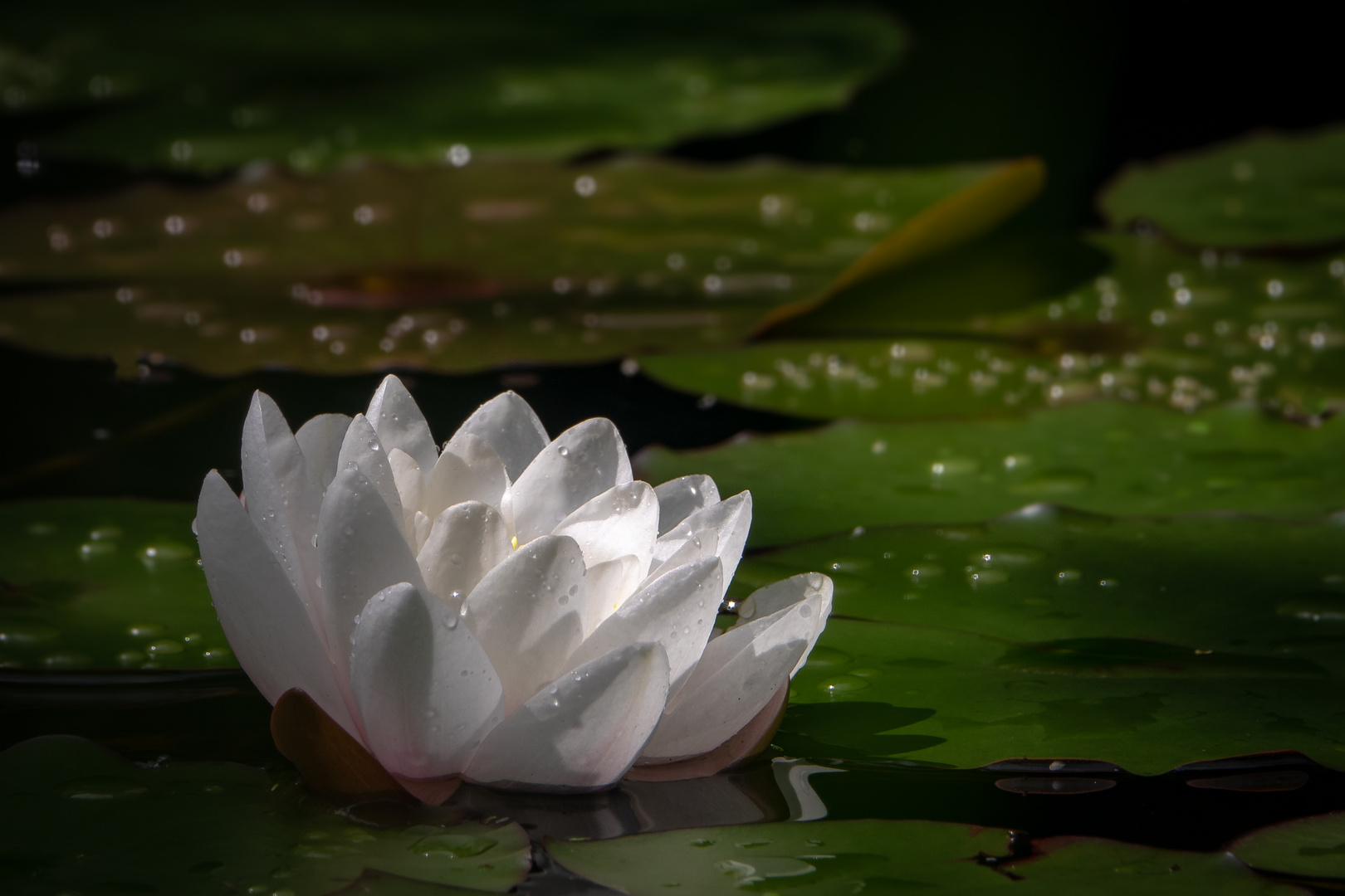 Water Lilly