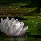 Water Lilly