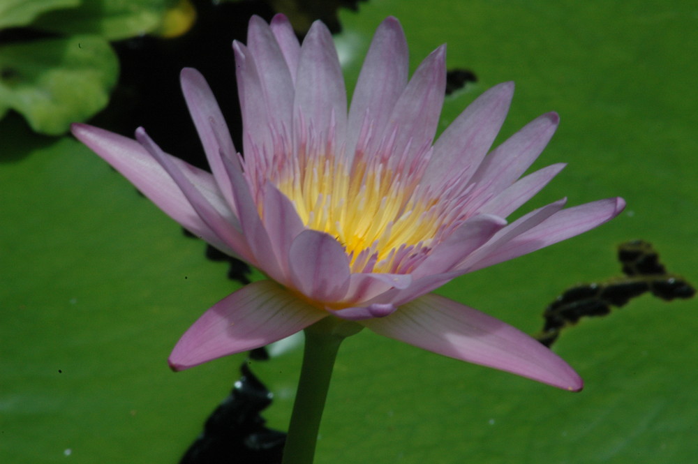 Water Lilly