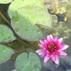 Water Lilly