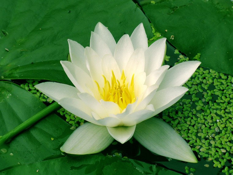 water lilly