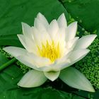 water lilly