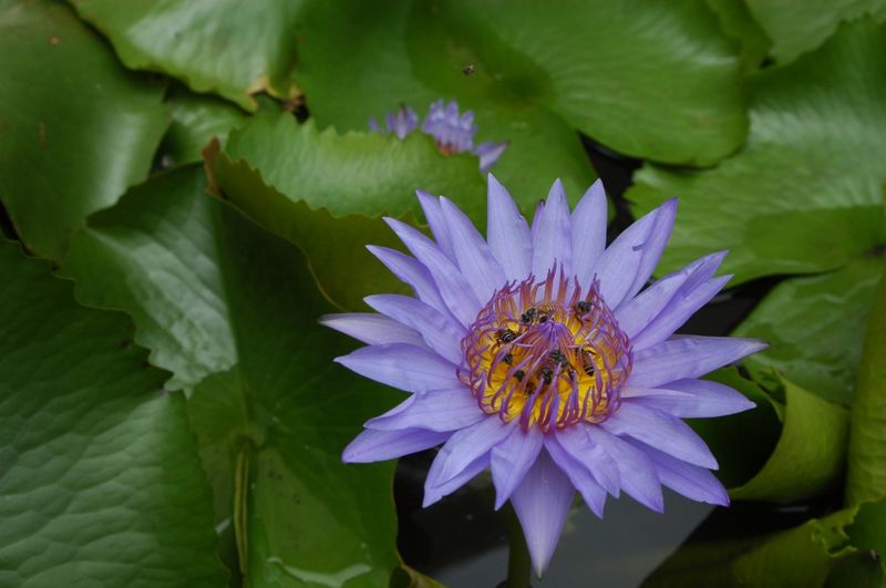 Water Lilly Flower