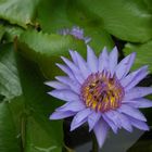 Water Lilly Flower