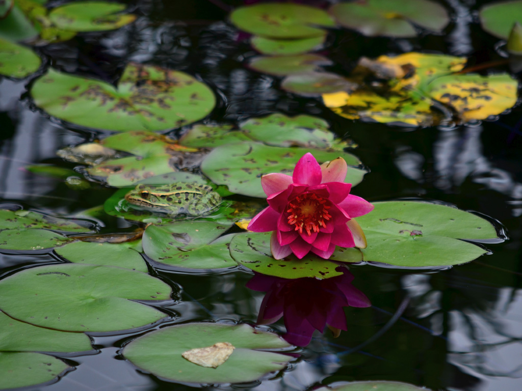 Water Lilly in the Reflection Pond