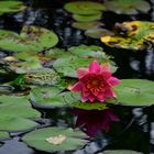 Water Lilly in the Reflection Pond