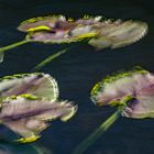 water lily