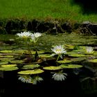 Water Lily.