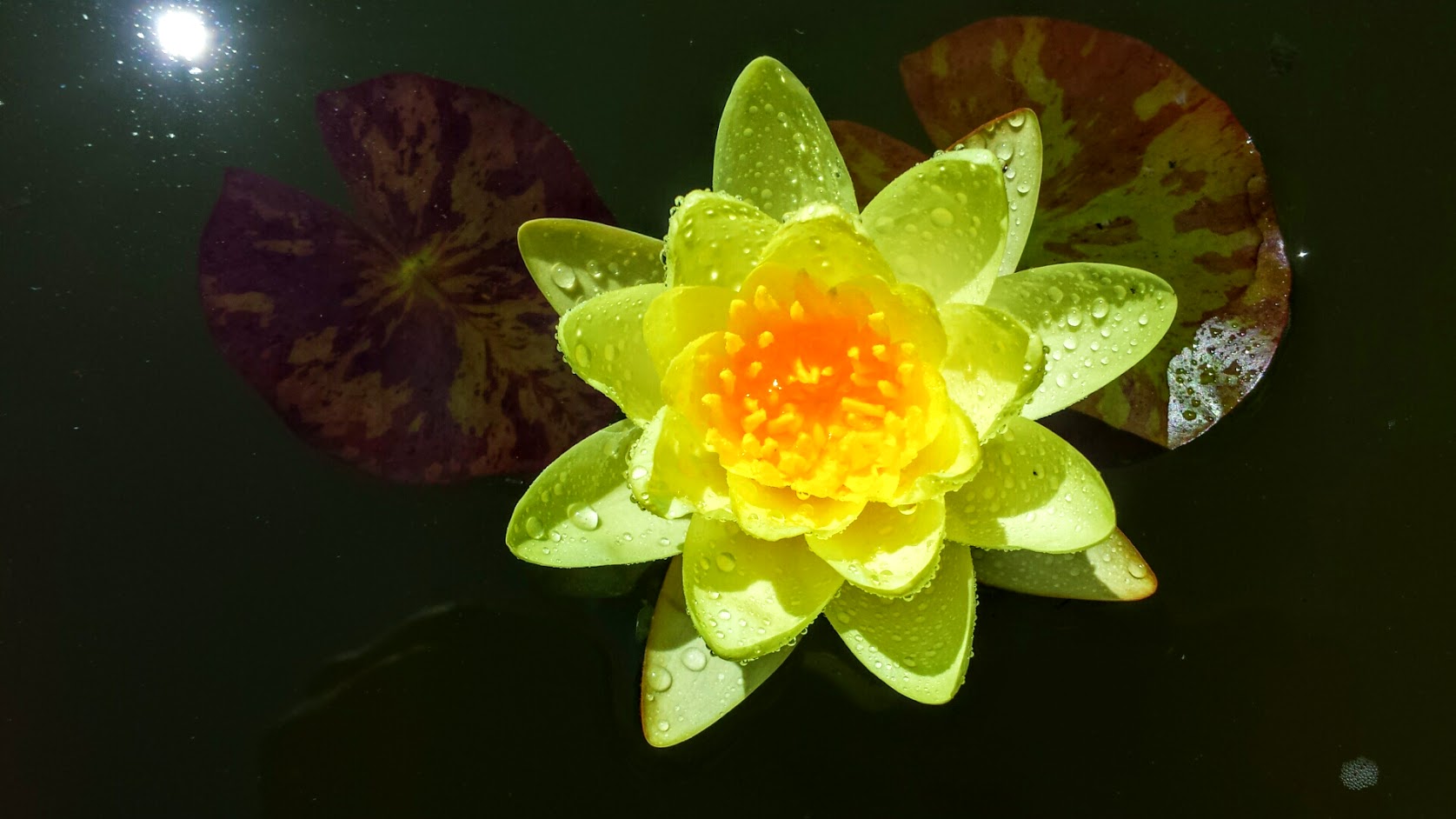 Water Lily