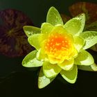 Water Lily