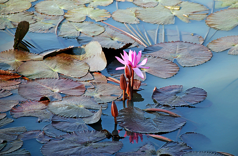 water lily