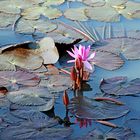 water lily