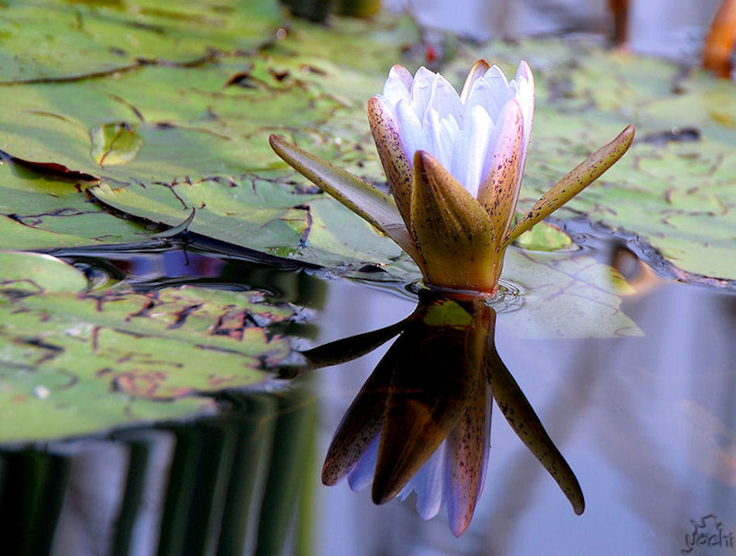 Water Lily