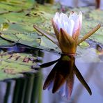 Water Lily