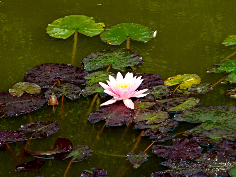 water lily 1