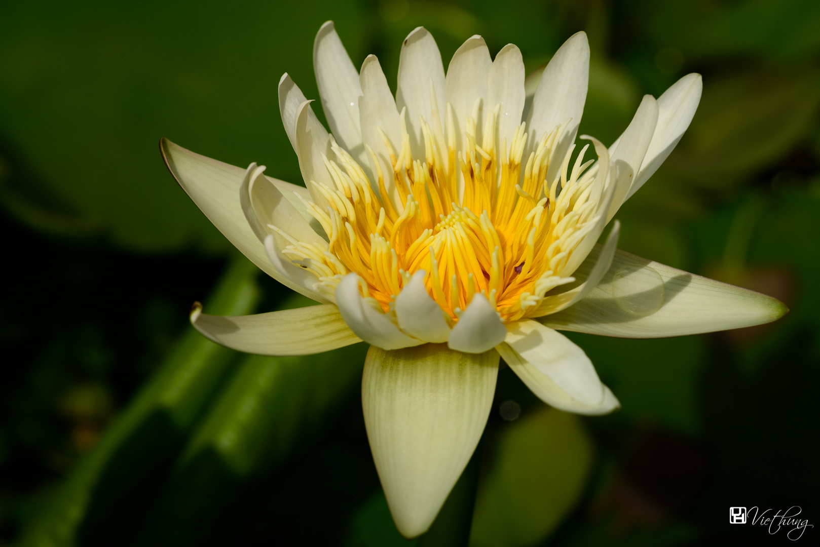 Water lily #10