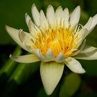 Water lily #10