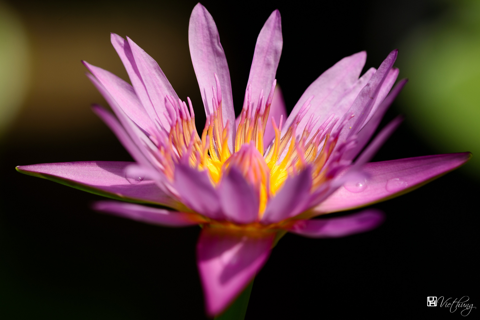 Water lily #11