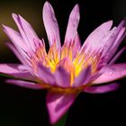 Water lily #11