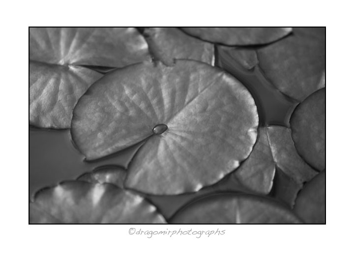 Water Lily 11