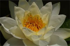 water lily....