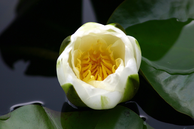 water lily