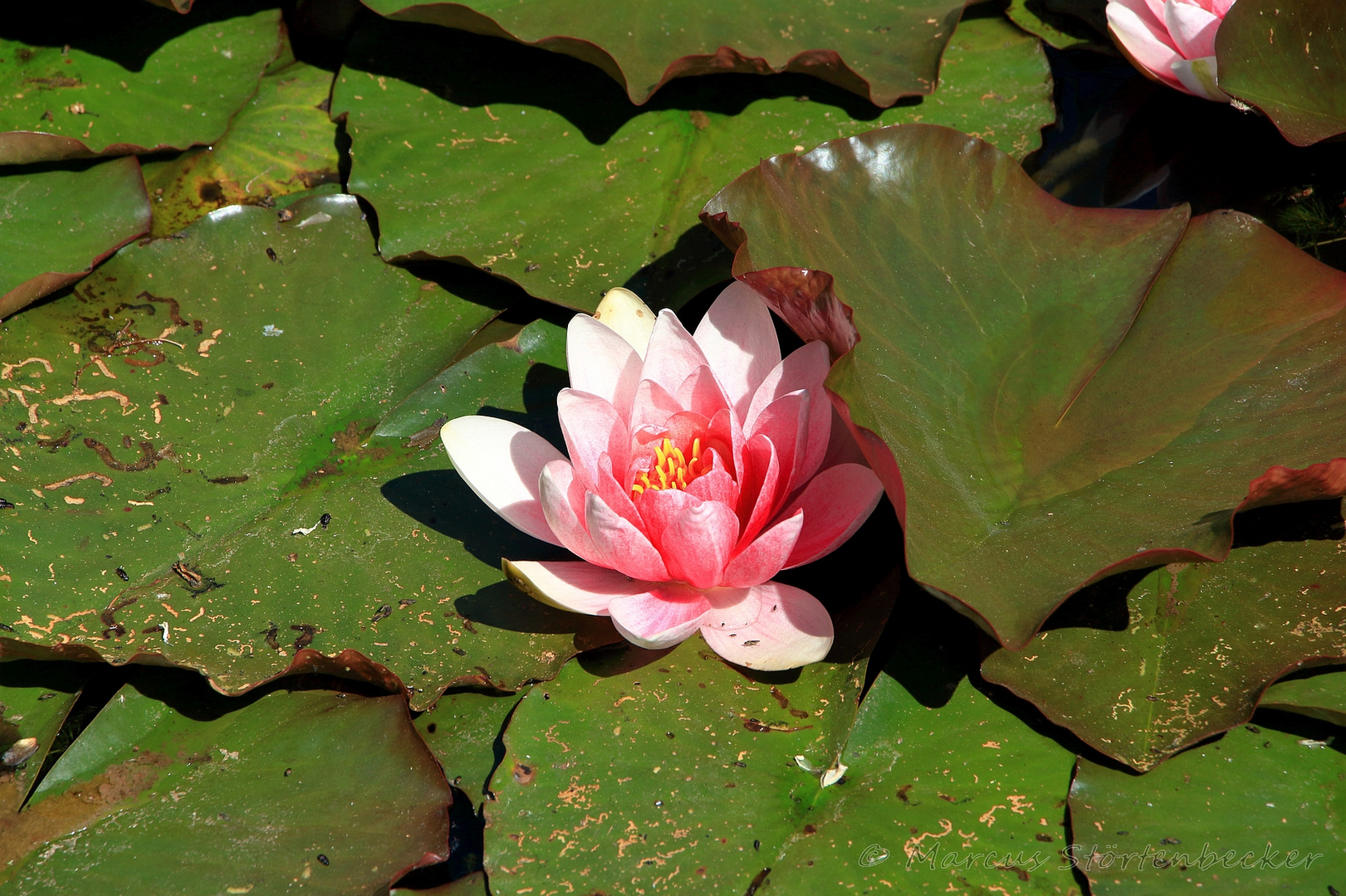 water lily