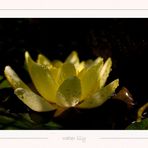 water lily