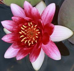 water lily