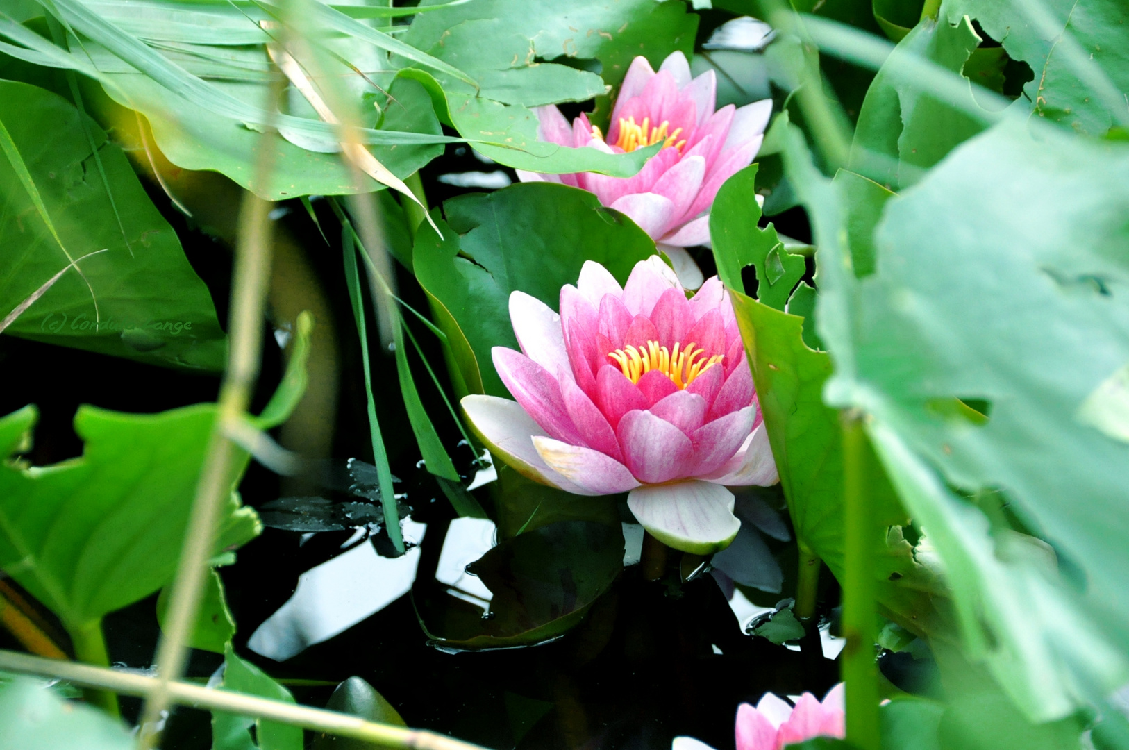 Water Lily