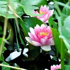 Water Lily