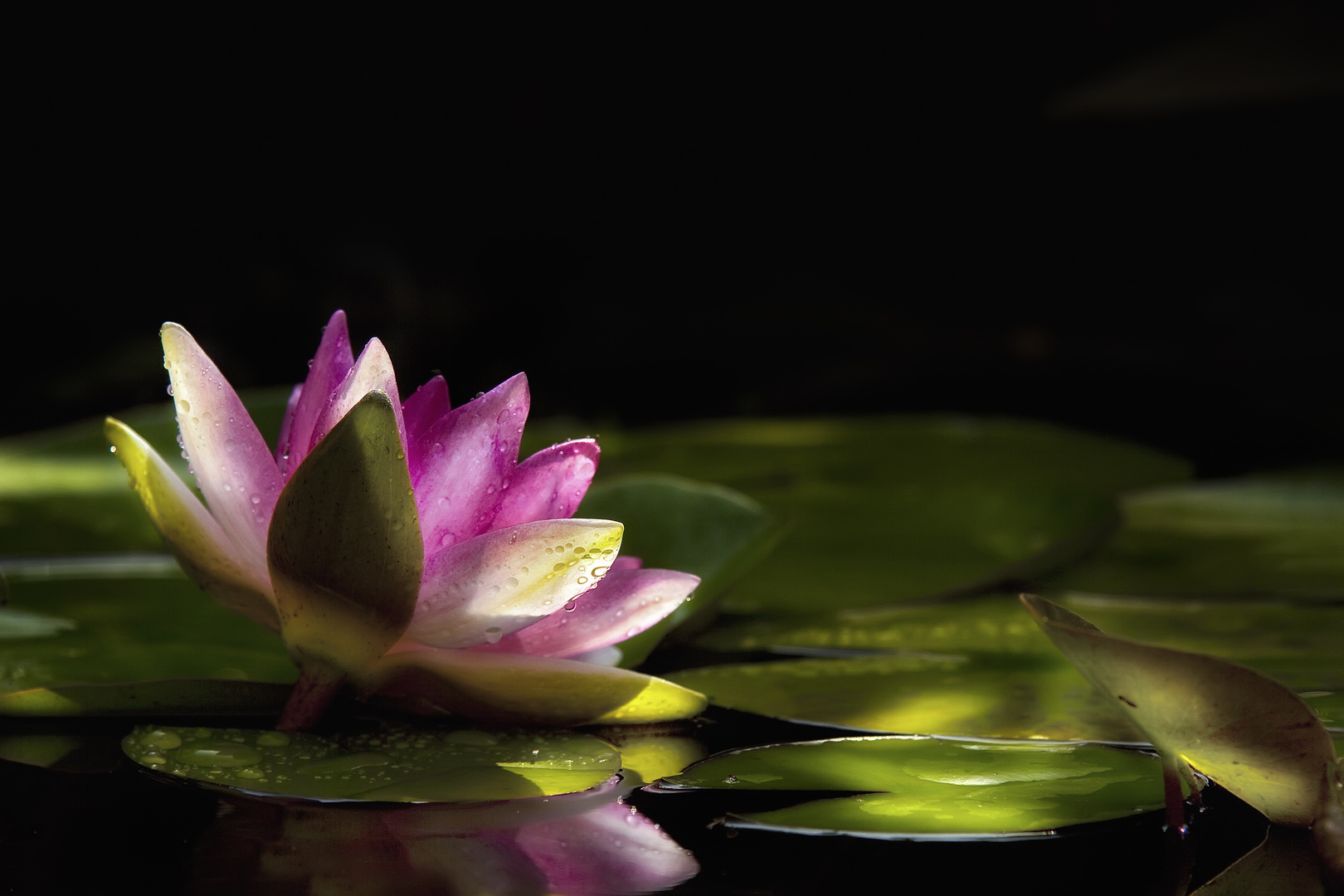 water lily