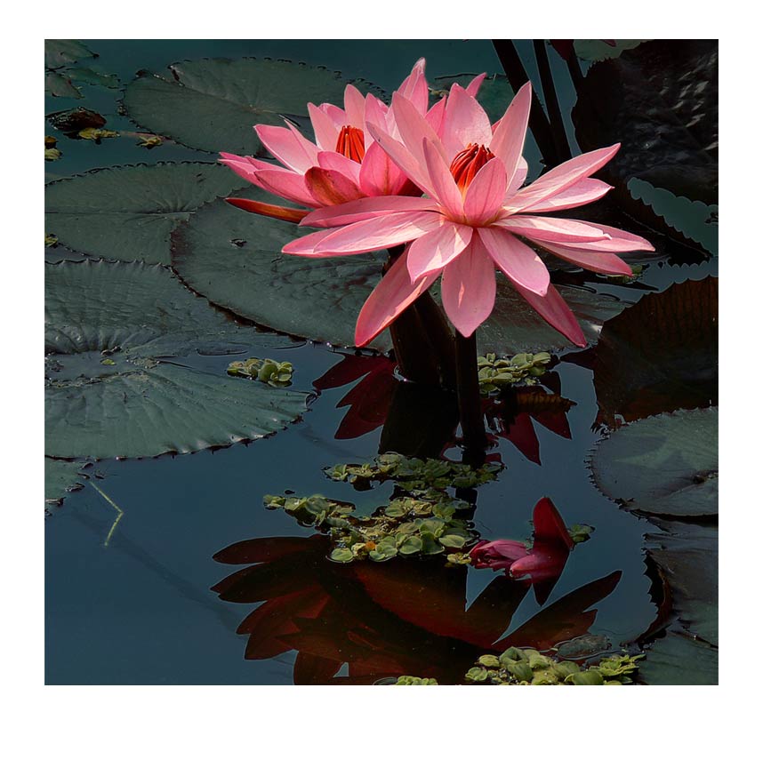 water lily