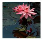 water lily