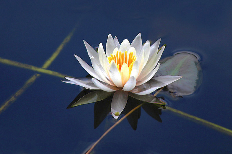 water lily 2