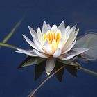 water lily 2