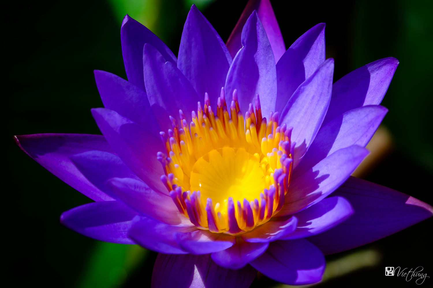 Water lily #2