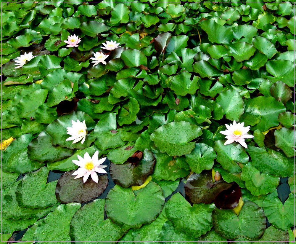 water lily 2