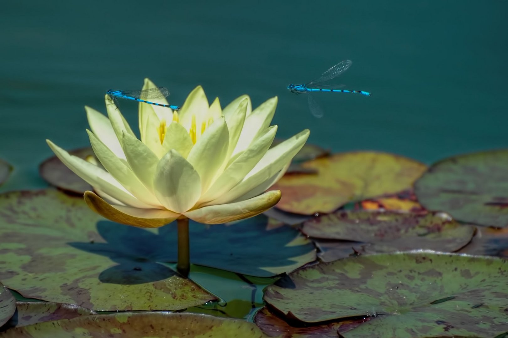 water lily