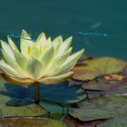 water lily